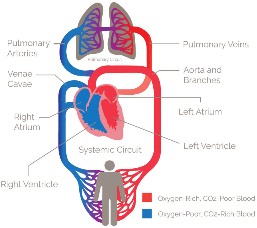 cardio-1.1